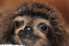 Puerto Limon Sloth Sanctuary cruise excursion